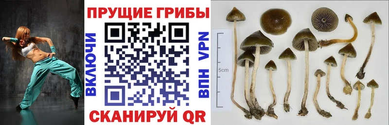 Галлюциногенные грибы Psilocybe  Купить где  Александровское 